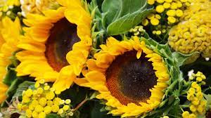 Flores amarillas en Tiktok: ¿Por qué regalarlas este 21 de septiembre de 2022?- Uno TV